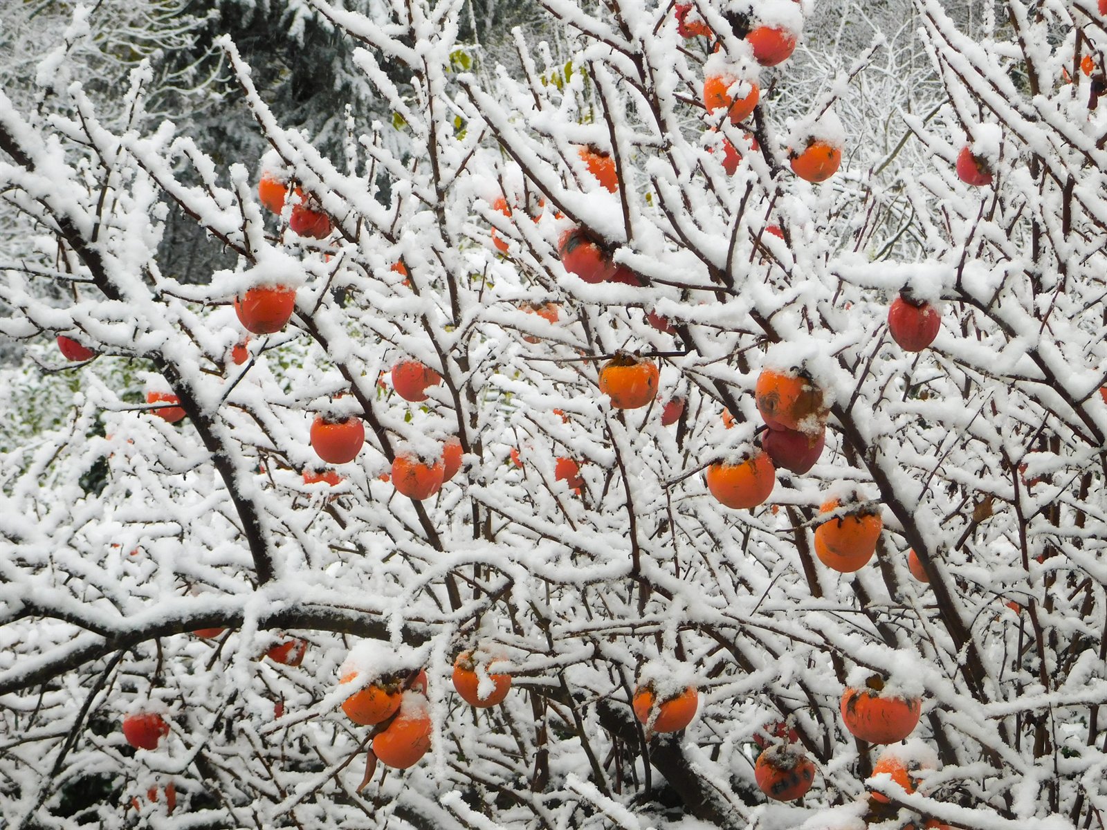 Kakis im Winter von Ivan Pogodin
